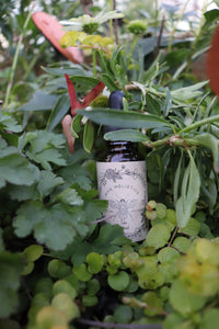 Tulsi Tincture